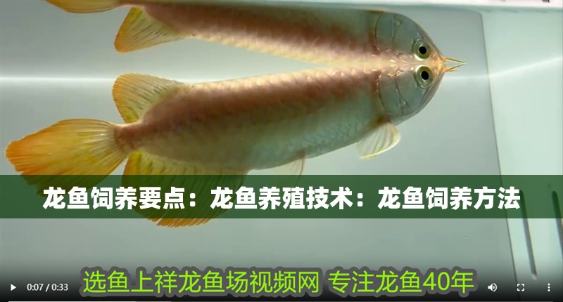 龍魚飼養(yǎng)要點(diǎn)：龍魚養(yǎng)殖技術(shù)：龍魚飼養(yǎng)方法