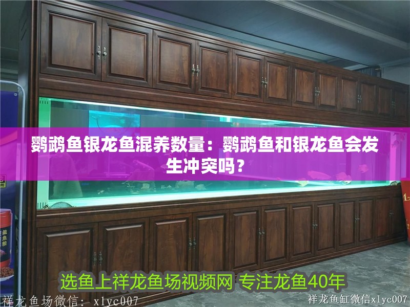 鸚鵡魚銀龍魚混養(yǎng)數(shù)量：鸚鵡魚和銀龍魚會發(fā)生沖突嗎？