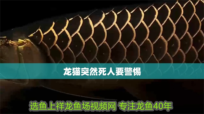 龍貓突然死人要警惕