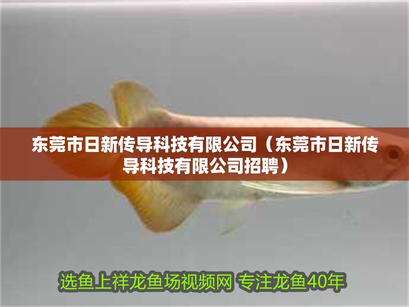 東莞市日新傳導科技有限公司（東莞市日新傳導科技有限公司招聘）