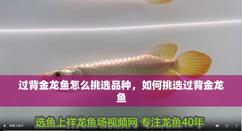 過背金龍魚怎么挑選品種，如何挑選過背金龍魚