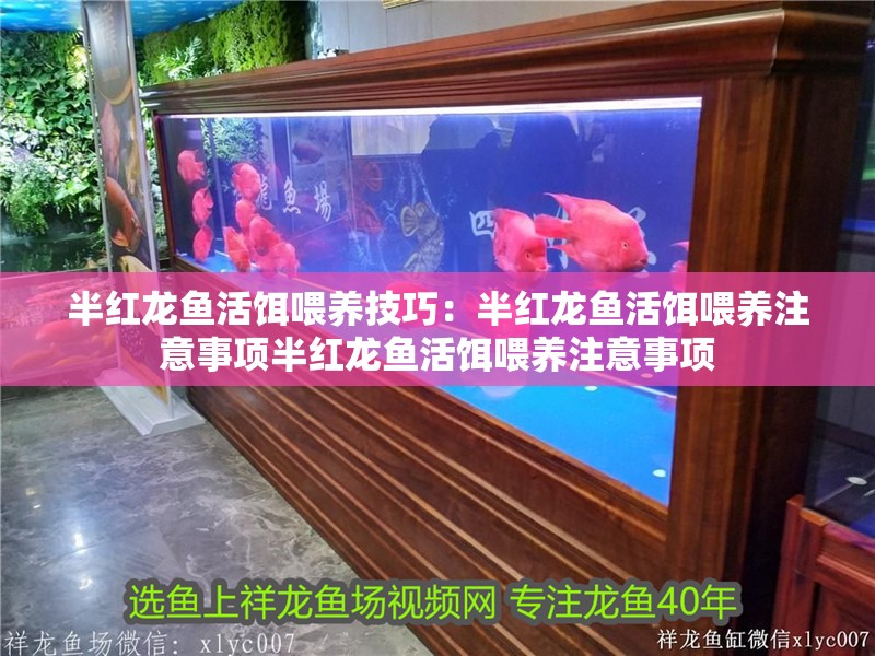 半紅龍魚活餌喂養技巧：半紅龍魚活餌喂養注意事項半紅龍魚活餌喂養注意事項