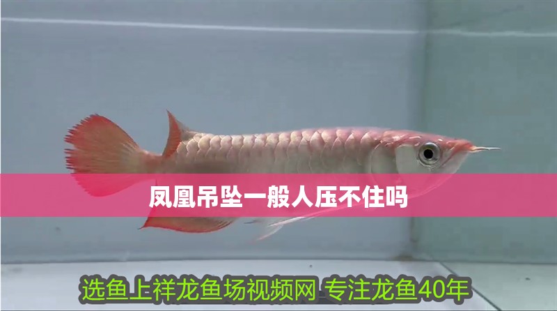 鳳凰吊墜一般人壓不住嗎