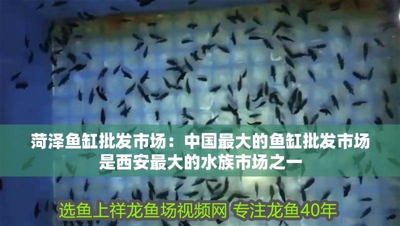 菏澤魚缸批發市場：中國最大的魚缸批發市場是<strong><mark>西安</mark></strong>最大的水族市場之一
