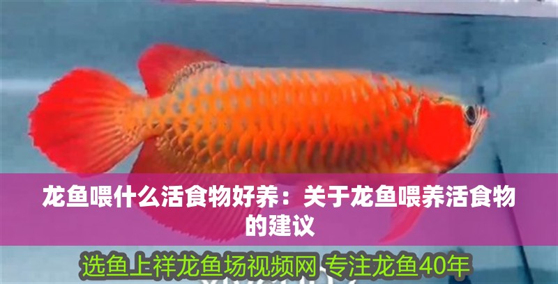 龍魚喂什么活食物好養：關于龍魚喂養活食物的建議