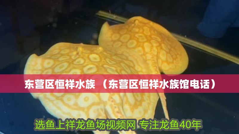 東營區(qū)恒祥水族 （東營區(qū)恒祥水族館電話）
