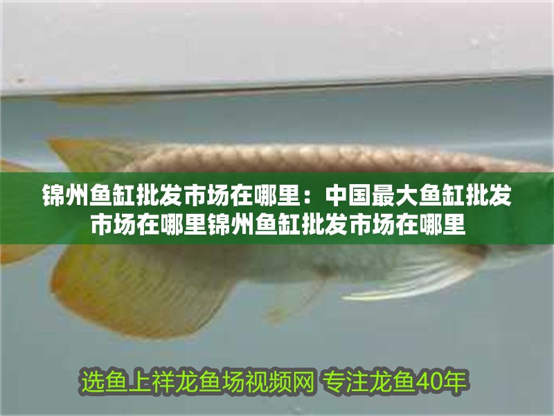 龍魚干蝦有營養嗎 錦州魚缸批發市場在哪里:中國最大魚缸批發市場在哪里錦州魚缸批發市場在哪里 魚缸百科 錦州魚缸批發市場在哪里:中國最大魚缸批發市場在哪里錦州魚缸批發市場在哪里 錦州魚缸批發市場在哪里:中國最大魚缸批發市場在哪里錦州魚缸批發市場在哪里 魚缸百科