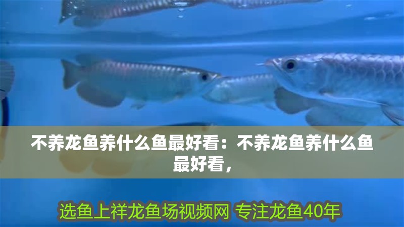 不養(yǎng)龍魚養(yǎng)什么魚最好看：不養(yǎng)龍魚養(yǎng)什么魚最好看，