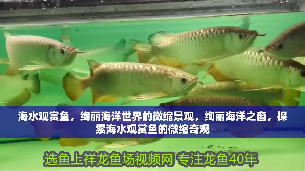海水觀賞魚，絢麗海洋世界的微縮景觀，絢麗海洋之窗，探索海水觀賞魚的微縮奇觀