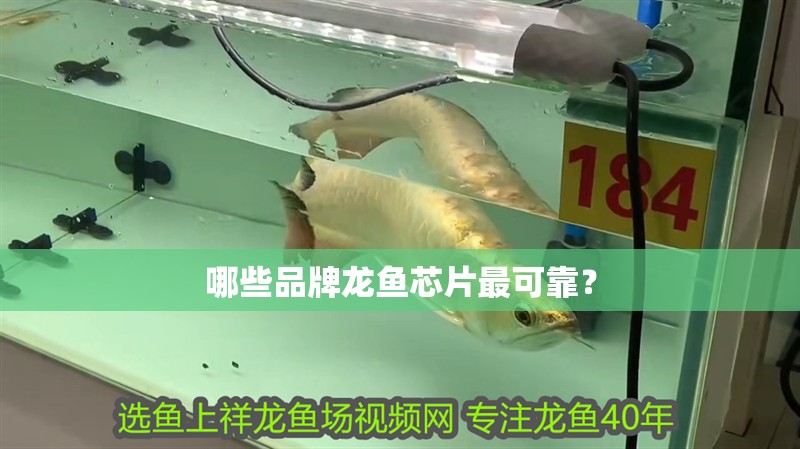 哪些品牌龍魚芯片最可靠？