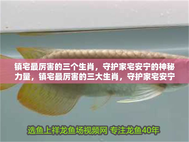 鎮(zhèn)宅最厲害的三個生肖，守護(hù)家宅安寧的神秘力量，鎮(zhèn)宅最厲害的三大生肖，守護(hù)家宅安寧的神秘力量 鎮(zhèn)宅最厲害的三個生肖，守護(hù)家宅安寧的神秘力量，鎮(zhèn)宅最厲害的三大生肖，守護(hù)家宅安寧的神秘力量 龍魚百科 第1張