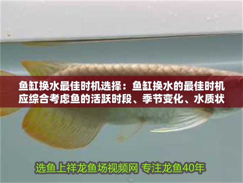 魚缸換水最佳時(shí)機(jī)選擇：魚缸換水的最佳時(shí)機(jī)應(yīng)綜合考慮魚的活躍時(shí)段、季節(jié)變化、水質(zhì)狀況