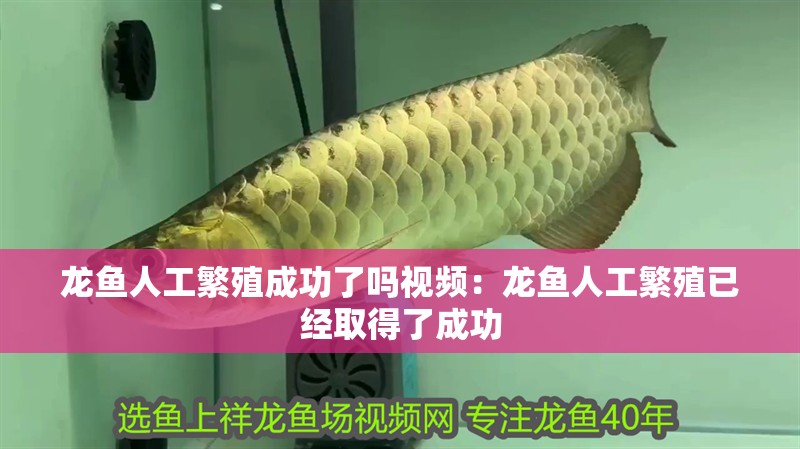 龍魚人工繁殖成功了嗎視頻：龍魚人工繁殖已經取得了成功