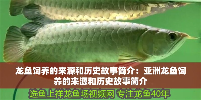 龍魚飼養的來源和歷史故事簡介：亞洲龍魚飼養的來源和歷史故事簡介