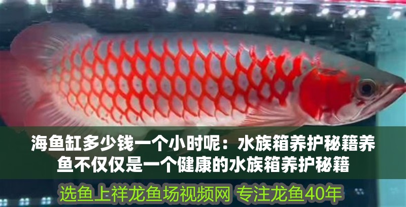 海魚缸多少錢一個小時呢：水族箱養護秘籍養魚不僅僅是一個健康的水族箱養護秘籍
