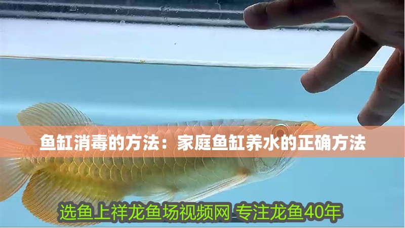 魚缸消毒的方法：家庭魚缸養水的正確方法