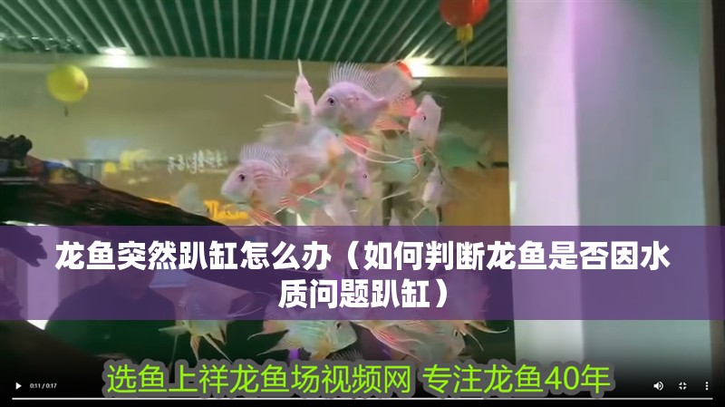 龍魚突然趴缸怎么辦（如何判斷龍魚是否因水質(zhì)問題趴缸）