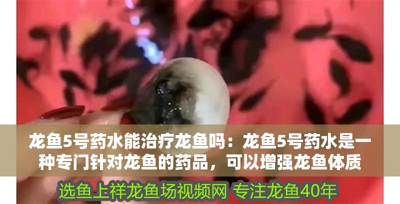 龍魚5號(hào)藥水能治療龍魚嗎：龍魚5號(hào)藥水是一種專門針對(duì)龍魚的藥品，可以增強(qiáng)龍魚體質(zhì)