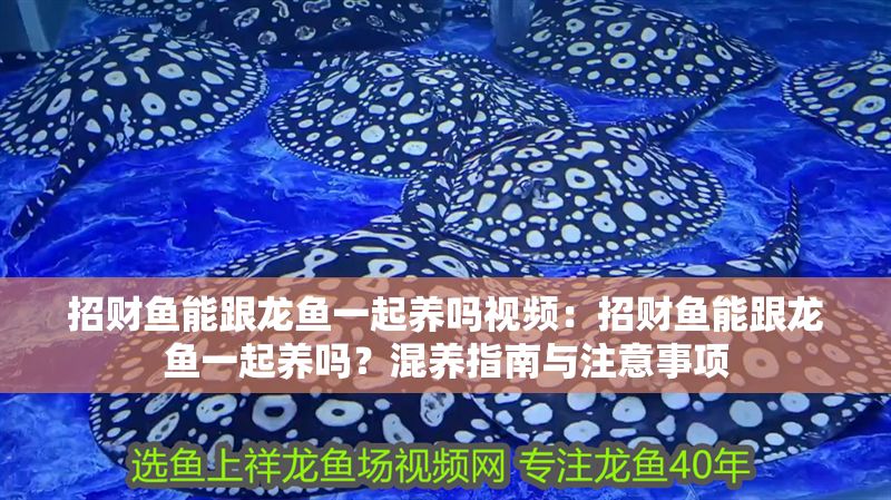 招財魚能跟龍魚一起養嗎視頻：招財魚能跟龍魚一起養嗎？混養指南與注意事項