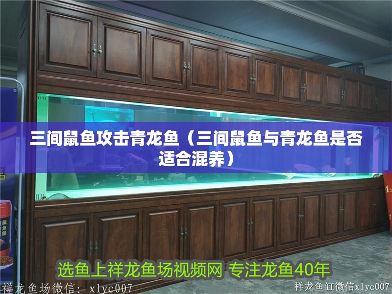 三間鼠魚攻擊青龍魚（三間鼠魚與青龍魚是否適合混養） 三間鼠魚攻擊青龍魚（三間鼠魚與青龍魚是否適合混養） 龍魚百科