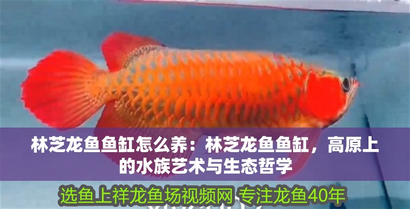 林芝龍魚魚缸怎么養：林芝龍魚魚缸，高原上的水族藝術與生態哲學