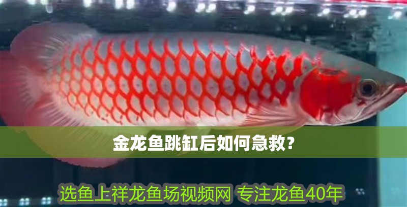 金龍魚跳缸后如何急救？