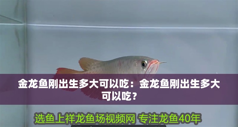 金龍魚(yú)剛出生多大可以吃：金龍魚(yú)剛出生多大可以吃？