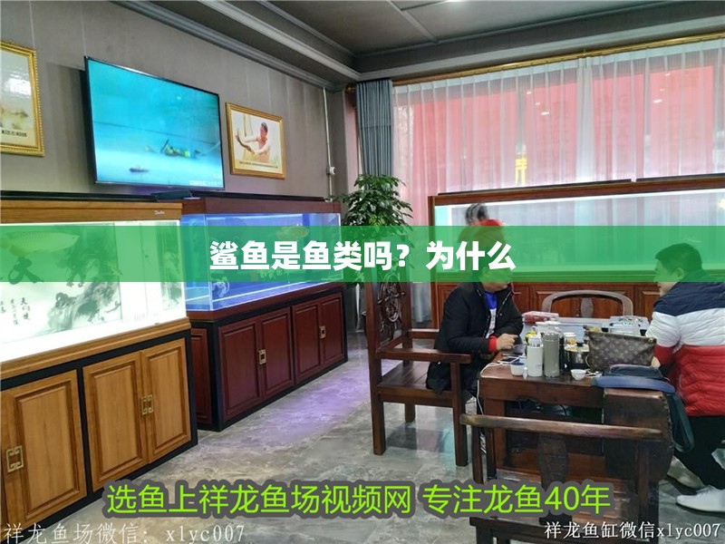 鯊魚是魚類嗎？為什么 鯊魚是魚類嗎？為什么 龍魚論壇