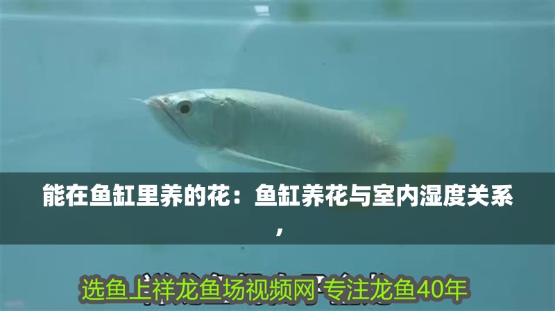 能在魚缸里養的花：魚缸養花與室內濕度關系，
