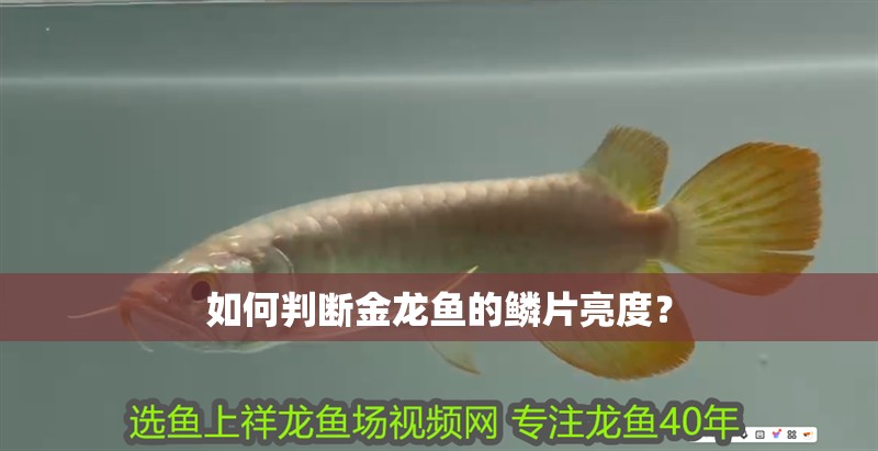 如何判斷金龍魚的鱗片亮度？
