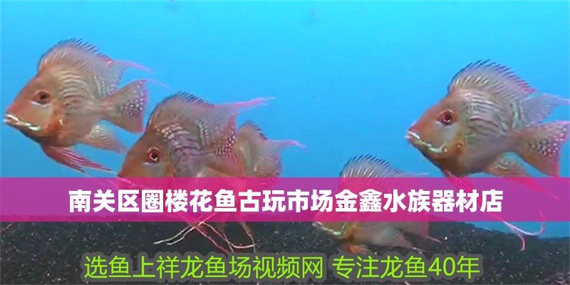 南關(guān)區(qū)圈樓花魚(yú)古玩市場(chǎng)金鑫水族器材店