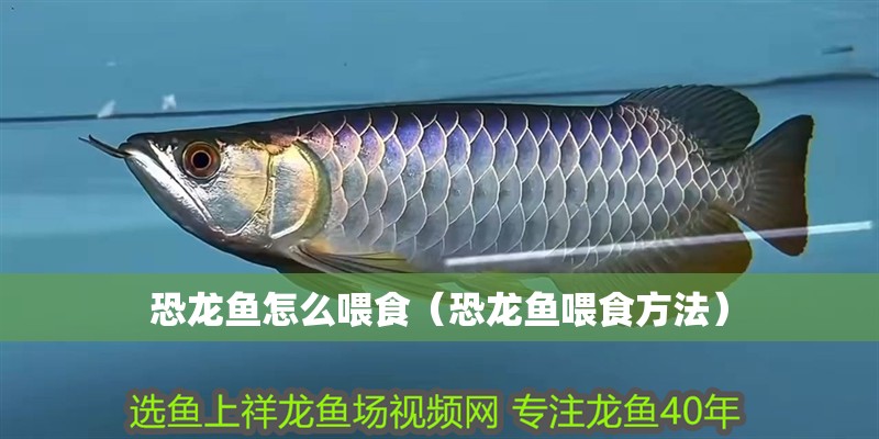 恐龍魚怎么喂食（恐龍魚喂食方法）