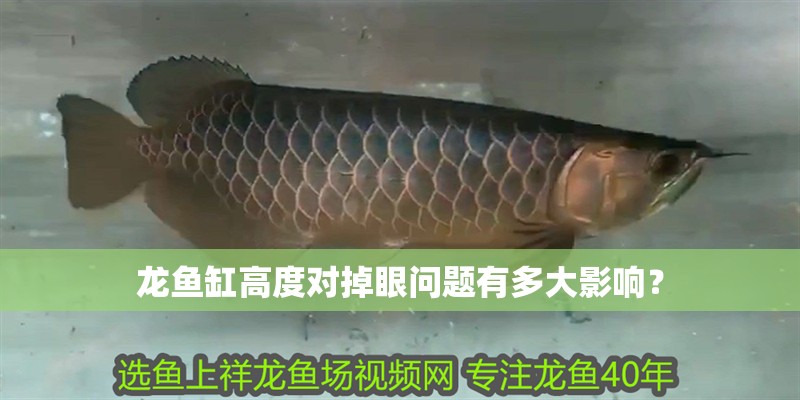 龍魚缸高度對掉眼問題有多大影響？