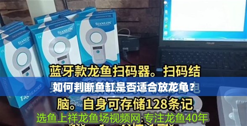 如何判斷魚缸是否適合放龍龜？