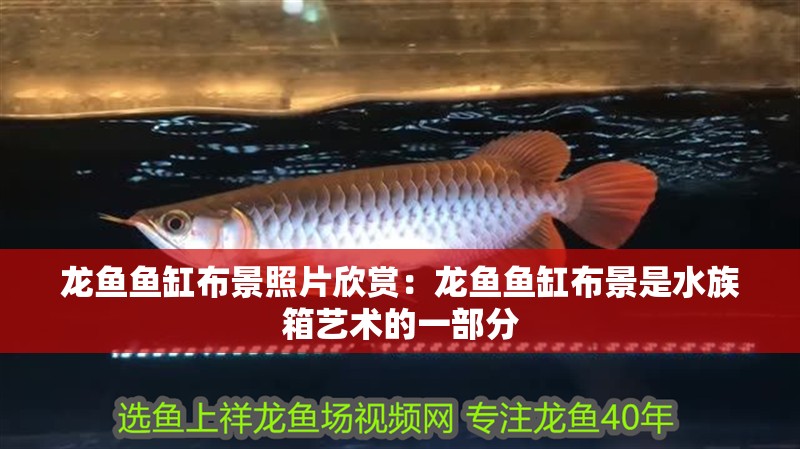 龍魚魚缸布景照片欣賞：龍魚魚缸布景是水族箱藝術的一部分