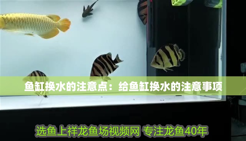 魚缸換水的注意點(diǎn)：給魚缸換水的注意事項(xiàng)