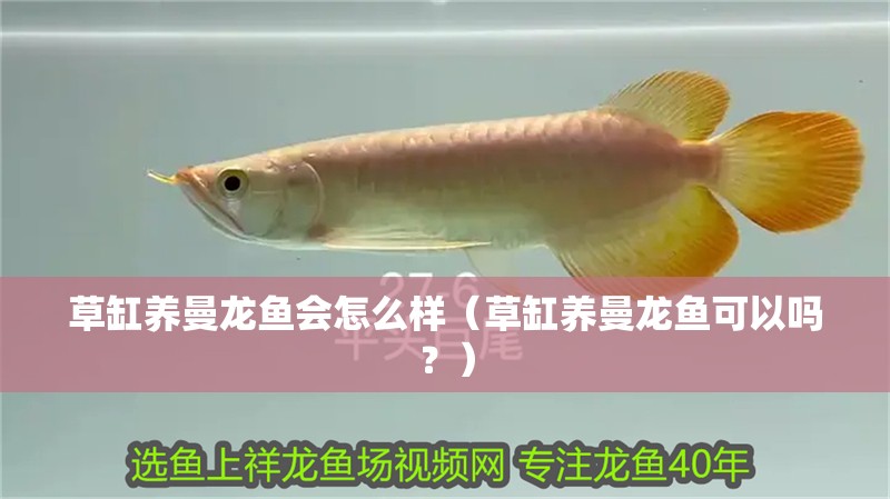 草缸養曼龍魚會怎么樣（草缸養曼龍魚可以嗎？）