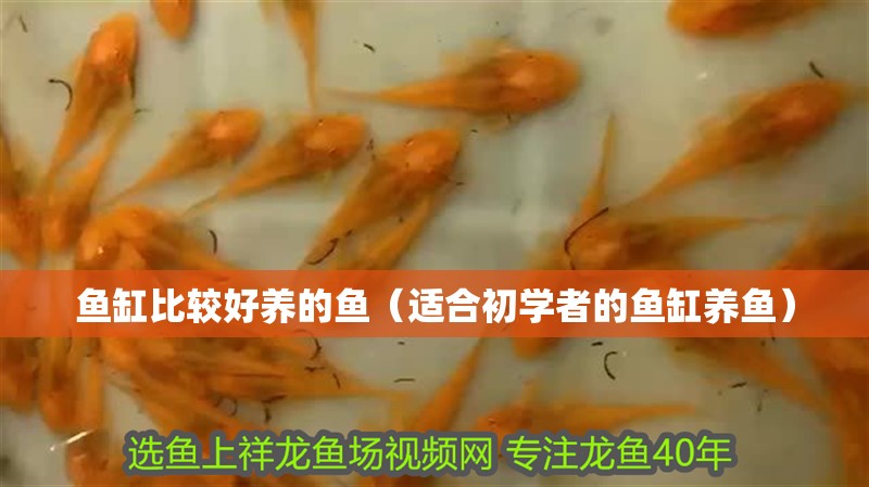 魚缸比較好養的魚（適合初學者的魚缸養魚） 魚缸比較好養的魚（適合初學者的魚缸養魚） 魚缸百科