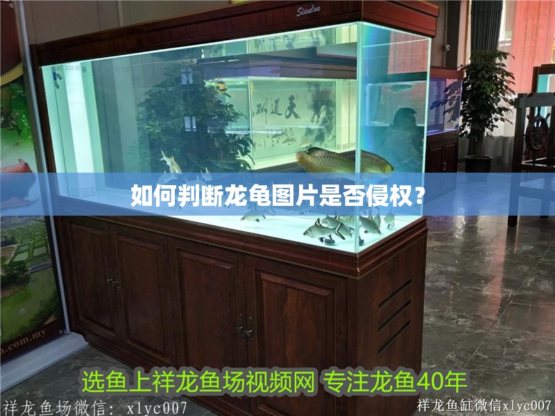 如何判斷龍龜圖片是否侵權？