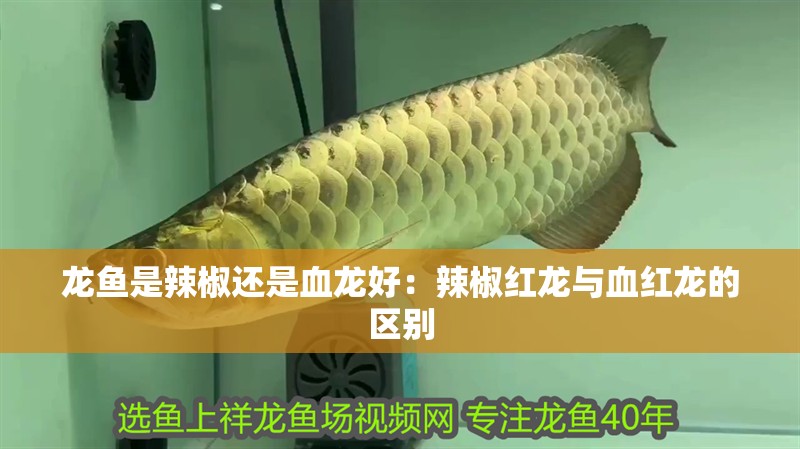 龍魚是辣椒還是血龍好：辣椒紅龍與血紅龍的區別