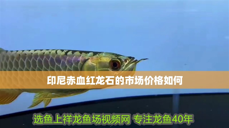 印尼赤血紅龍石的市場(chǎng)價(jià)格如何