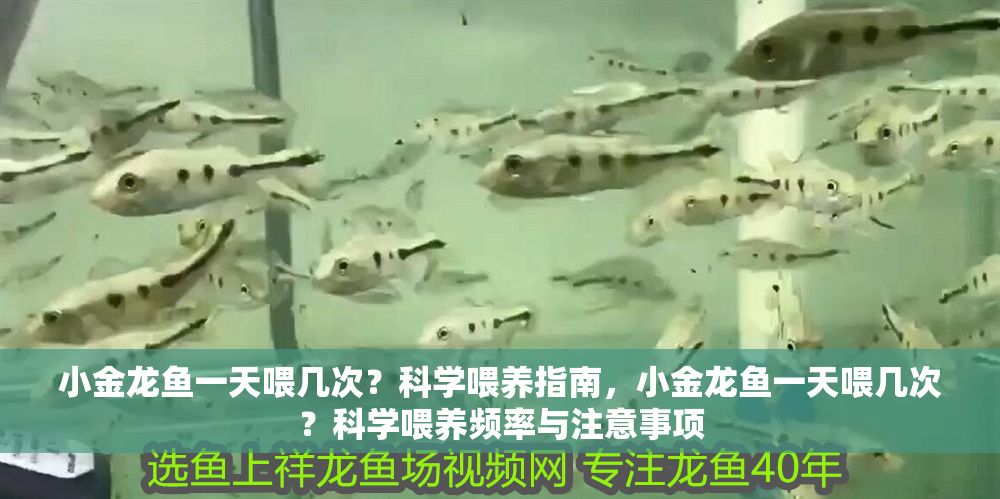 小金龍魚一天喂幾次？科學喂養指南，小金龍魚一天喂幾次？科學喂養頻率與注意事項