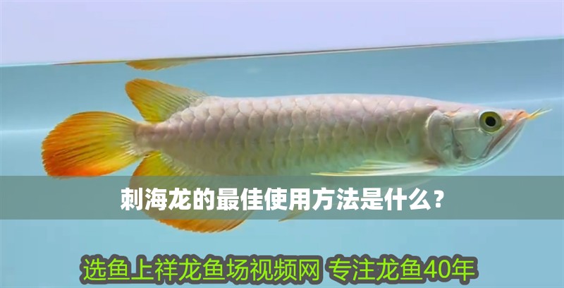 刺海龍的最佳使用方法是什么？