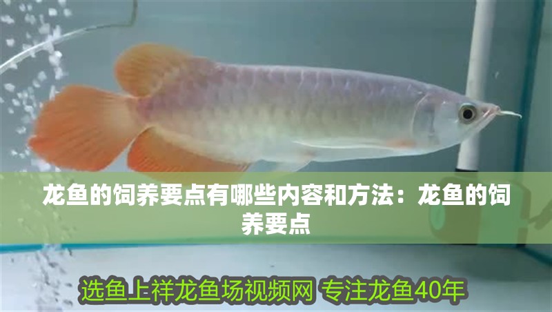 龍魚的飼養要點有哪些內容和方法：龍魚的飼養要點