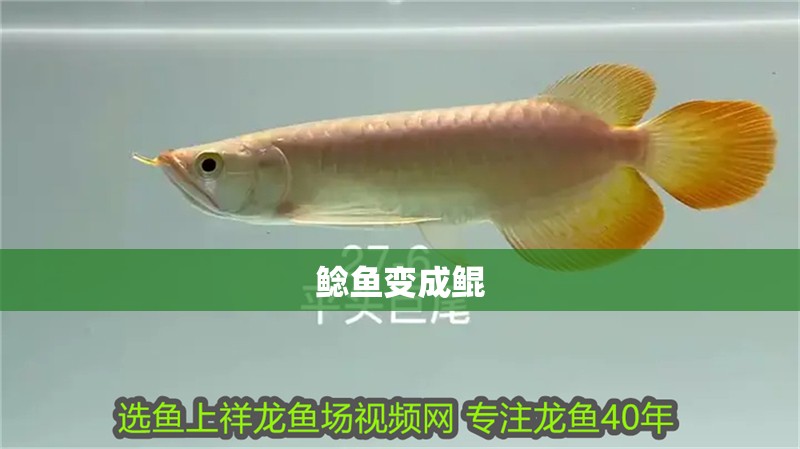 鯰魚變成鯤