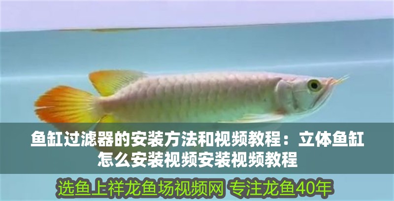 鸚鵡魚和銀龍魚混養怎樣喂食 魚缸過濾器的安裝方法和視頻教程:立體魚缸怎么安裝視頻安裝視頻教程 魚缸百科 魚缸過濾器的安裝方法和視頻教程:立體魚缸怎么安裝視頻安裝視頻教程 魚缸過濾器的安裝方法和視頻教程:立體魚缸怎么安裝視頻安裝視頻教程 魚缸百科