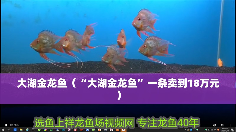 大湖金龍魚（“大湖金龍魚”一條賣到18萬元）