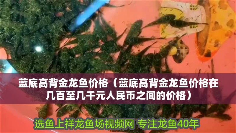 藍底高背金龍魚價格（藍底高背金龍魚價格在幾百至幾千元人民幣之間的價格）