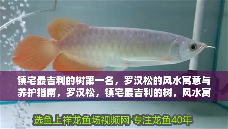 鎮宅最<strong><mark>吉利</mark></strong>的樹第一名，羅漢松的風水寓意與養護指南，羅漢松，鎮宅最<strong><mark>吉利</mark></strong>的樹，風水寓意與養護全指南