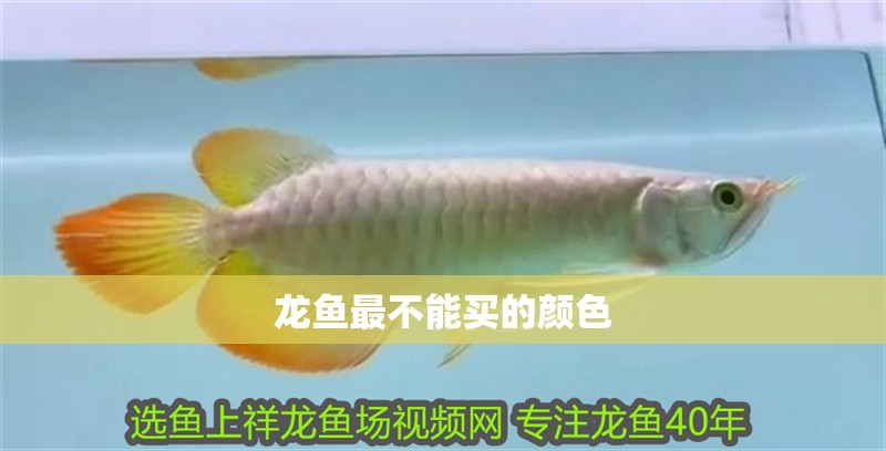 龍魚最不能買的顏色
